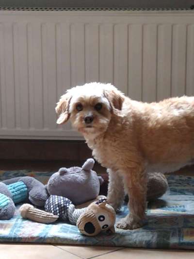 Mischlinge raten - Rätselspaß-Beitrag-Bild