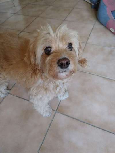 Mischlingshunde Foto Aufruf-Beitrag-Bild