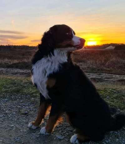 Berner Sennen-Beitrag-Bild