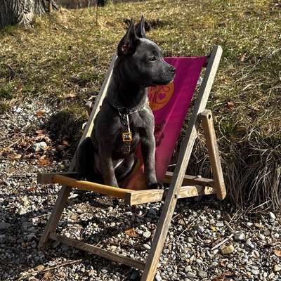 Hundetreffen-Welpentreffen-Bild