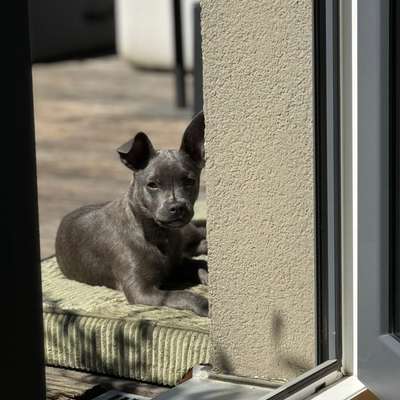 Hundetreffen-Souveränen Hundepartner zum Gassi gehen gesucht-Bild