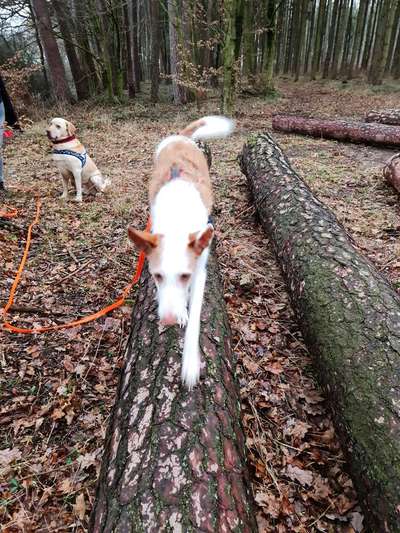 Fotochallenge No. 26                                     Wald und Wiese-Beitrag-Bild