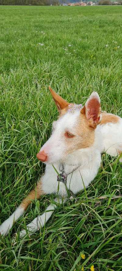 Seltene Rassen!-Beitrag-Bild