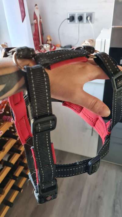 Podencomischling oder Podenco-Beitrag-Bild