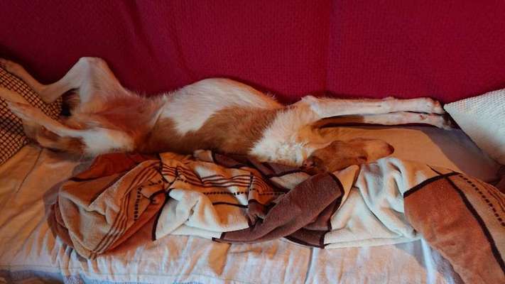 Podencomischling oder Podenco-Beitrag-Bild