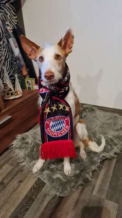 Eure Vierbeiner als Fußballfans-Beitrag-Bild