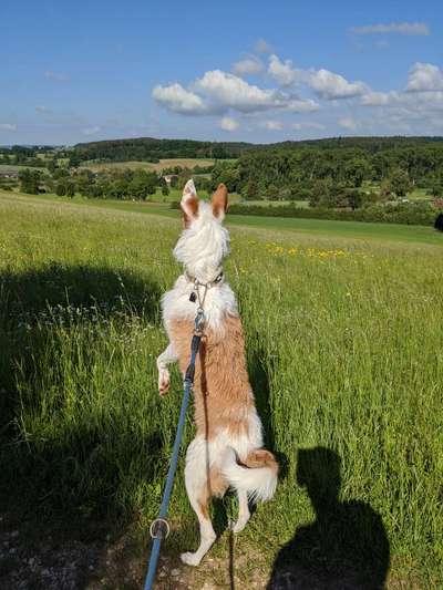 Podencomischling oder Podenco-Beitrag-Bild