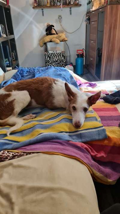 Podencomischling oder Podenco-Beitrag-Bild