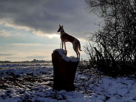 Die Dogorama Kalender Challenge Teil 2/4-Beitrag-Bild