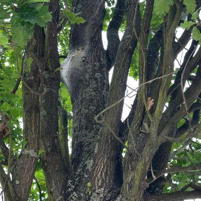 Giftköder-Eichenprozessionsspinner Nest-Bild