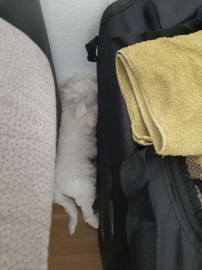 Zeigt mir die lustigsten Schlafpositionen eurer Fellnasen-Beitrag-Bild