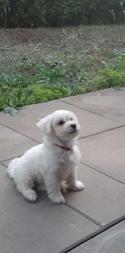 Als Welpen sind sie alle noch süßer-Beitrag-Bild