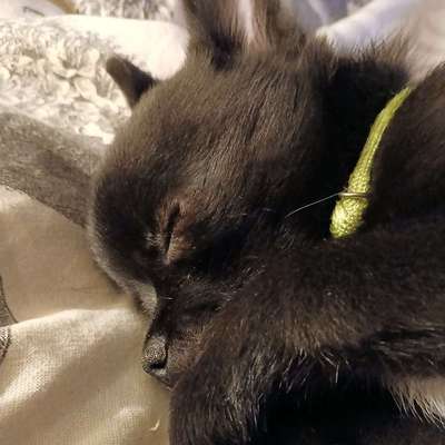 Hundetreffen-Welpentreff für kleine Welpen-Bild