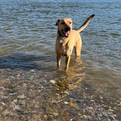 Hundetreffen-Social Walk/Training, mit dauerhaften kontakt-Bild