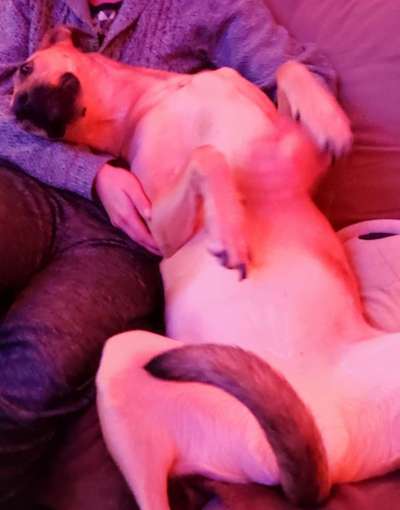 Dogorama Photo Challenge - Zeigt her eure Bäuche-Beitrag-Bild