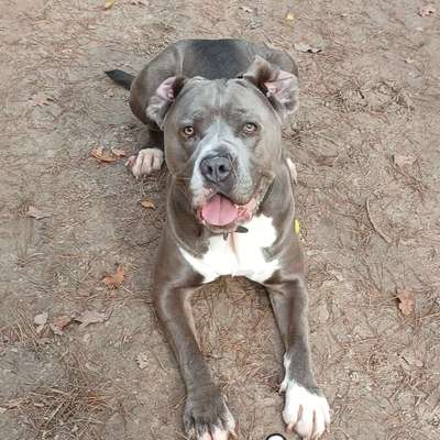 Hundetreffen-Gemeinsame Spaziergänge