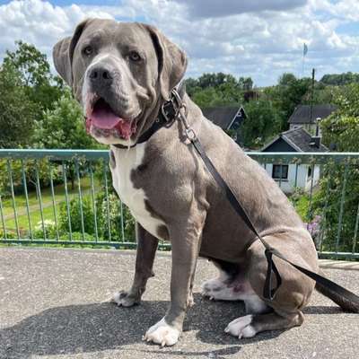 Hundetreffen-Gemeinsame Spaziergänge-Bild