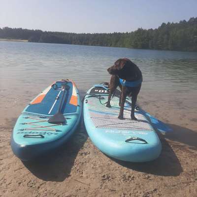 Hundetreffen-Nette Mensch-Hund-Teams für Spaziergang und Abenteuer gesucht-Bild