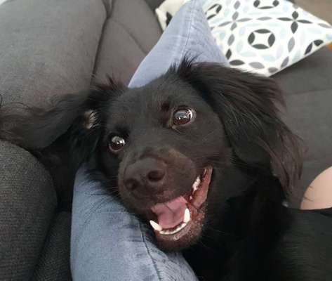 Die Dogorama-Wochen-Challenge "Die schönste Grimasse"-Beitrag-Bild