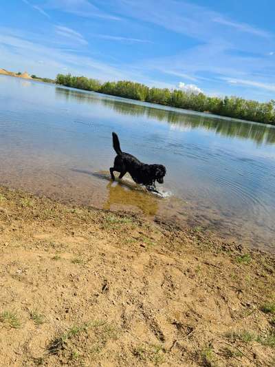 Fotosammlung: ,,Der natürliche Hund" Unbearbeitet, ungestellt und in Natura-Beitrag-Bild