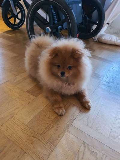 Wie weit darf man dem Zwergspitz sprichwörtlich an sein Fell!!!-Beitrag-Bild