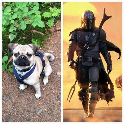 Wie heißt dein Hund?-Beitrag-Bild