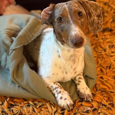 Hundetreffen-Spielfreunde gesucht!-Bild