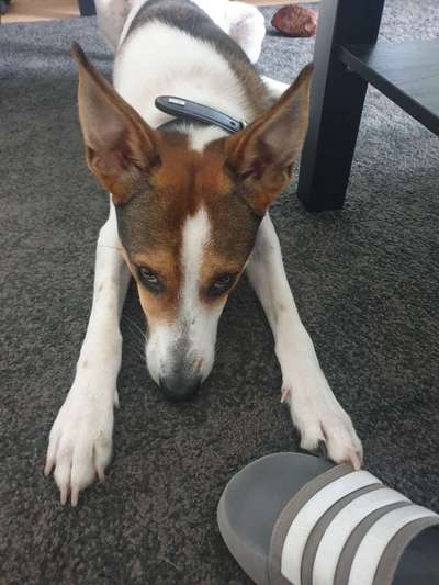 Podencomischling oder Podenco-Beitrag-Bild