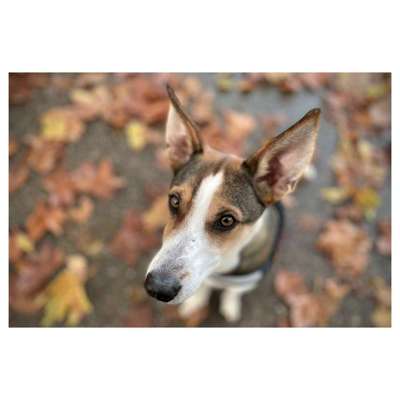 Podencomischling oder Podenco-Beitrag-Bild