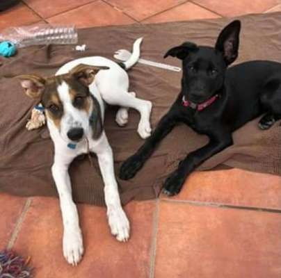 Hund aus dem Spanischen Tierschutz-Beitrag-Bild