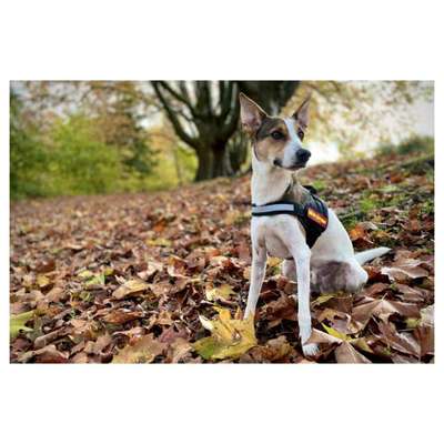 Hund aus dem Spanischen Tierschutz-Beitrag-Bild