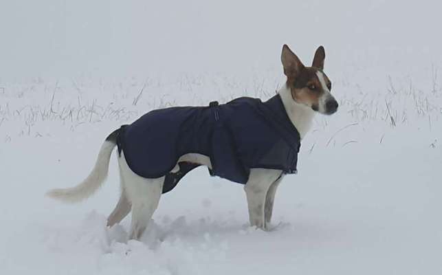 Podencomischling oder Podenco-Beitrag-Bild