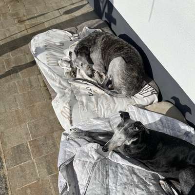 Hundetreffen-Gassigehen-Profilbild