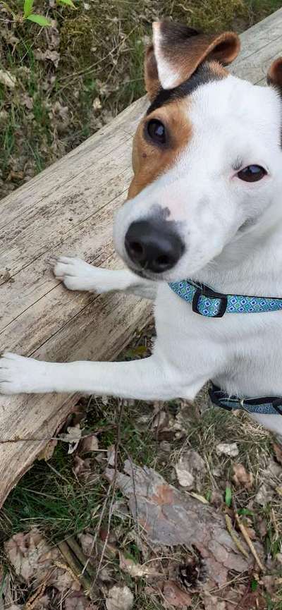 Jack Russel-Beitrag-Bild