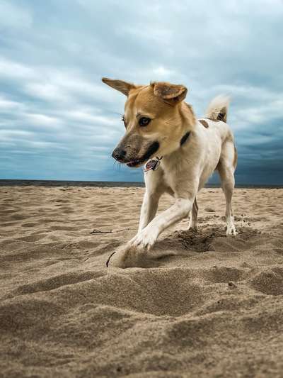 Dogorama Photo Challenge - Der Frühling kommt-Beitrag-Bild