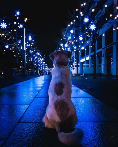 Fotochallenge No. 26                                     Wald und Wiese-Beitrag-Bild