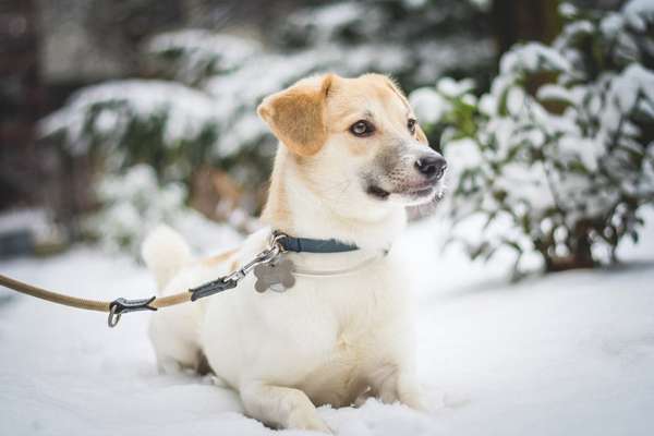 Foto's und Hundemodels-Beitrag-Bild