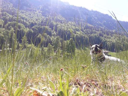 Die Dogorama Monats Challenge "Es grünt und blüht"-Beitrag-Bild