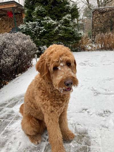 Labradoodle gesucht-Beitrag-Bild