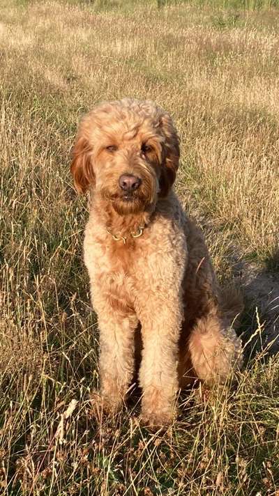 Goldendoodle-Beitrag-Bild