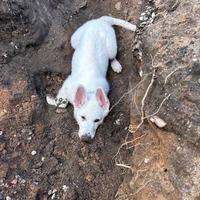 Hundetreffen-Welpen Sozialisierung und spielen 😊-Bild