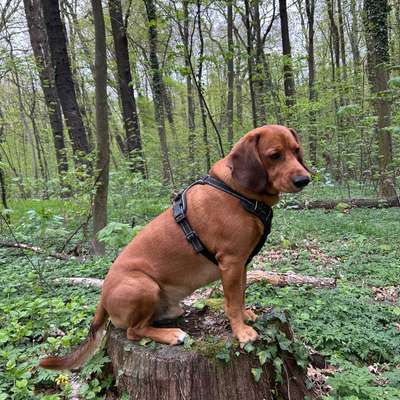 Hundetreffen-Gemeinsame Hunderunde-Bild