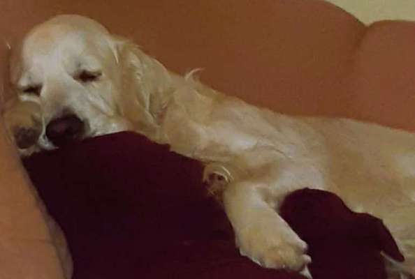 Wo sind die Golden Retriever Liebhaber?-Beitrag-Bild