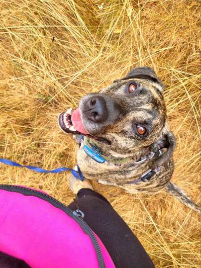 Auslandstierschutz-Beitrag-Bild