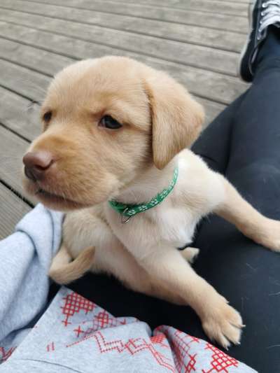 Welpen Bilder !-Beitrag-Bild