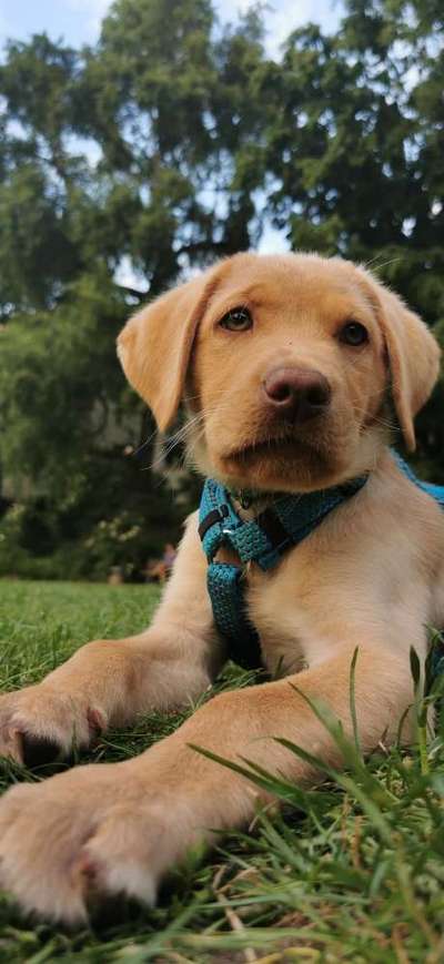 Hundetreffen-Milo sucht Spielgefährten-Bild