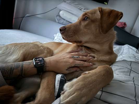 Welpen Bilder !-Beitrag-Bild