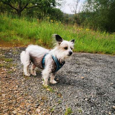 Hundetreffen-Kleinhunde Treffen-Bild