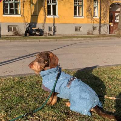 Hundetreffen-Social Walk-Bild