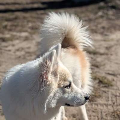 Hundetreffen-Hundefreunde für Social Walk gesucht-Bild